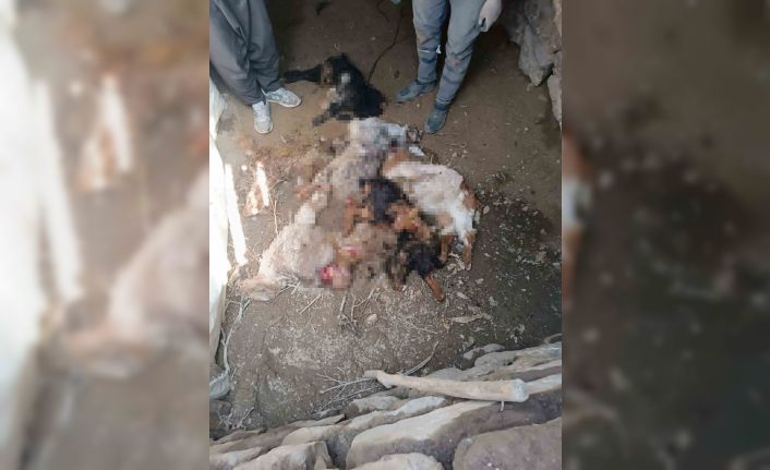 Van’da ahıra giren ayı, 20 keçiyi telef etti