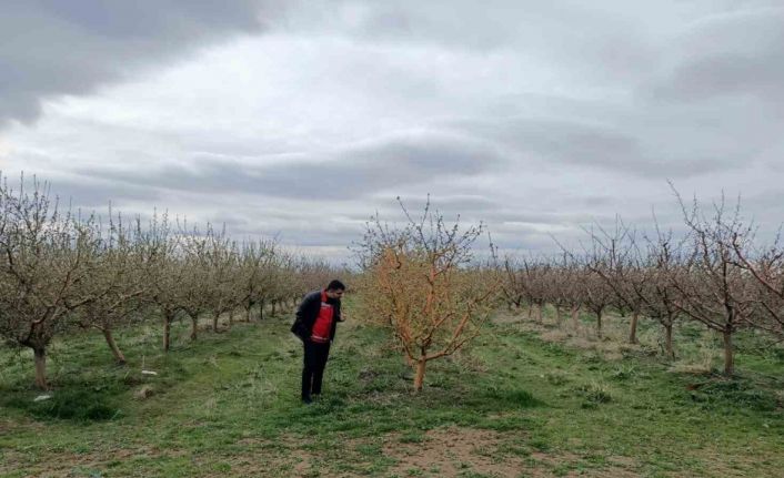 Yozgat’ta zirai don, üreticileri zarara uğrattı