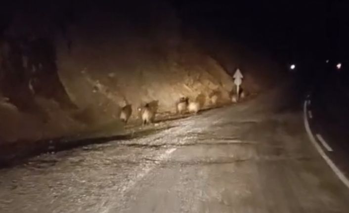 Yüksekovada domuz sürüsü kamerada