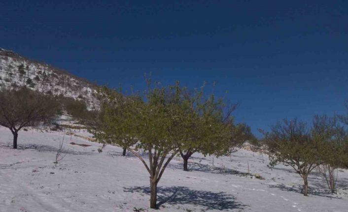 Ziraat Yüksek Mühendisi Yüce’den zirai don sonrası çiftçilere uyarı