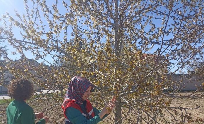 Zirai don nedeniyle hasar tespit çalışmaları devam ediyor