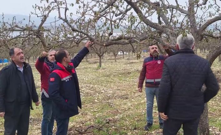 Zirai donun vurduğu Adıyaman’da meyve bahçelerinde hasar tespiti sürüyor