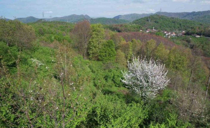 Zonguldak ormanlarında baharın renk cümbüşü havadan görüntülendi