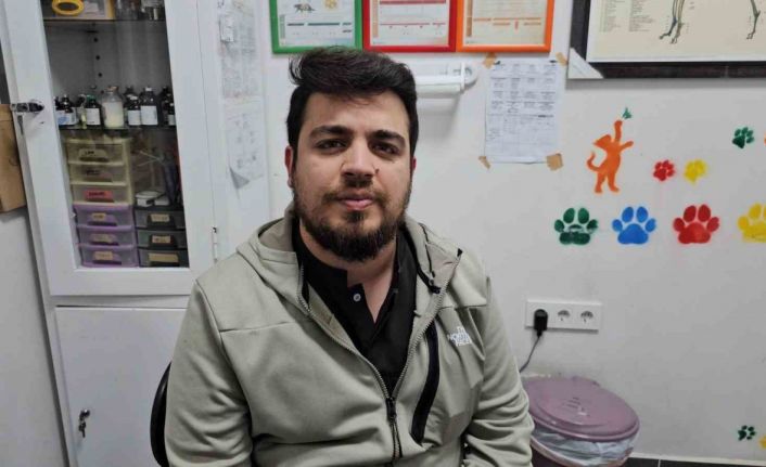 Zonguldak’ta kediye altın diş yapıldı