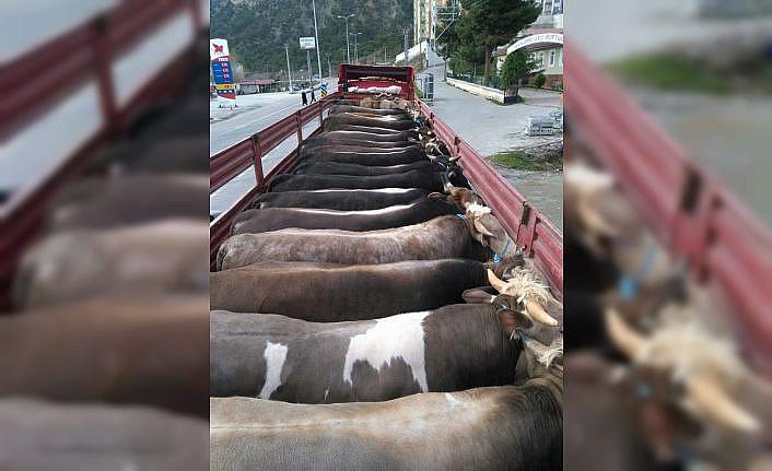 Boyabat’tan Marmara Bölgesi’ne kurbanlık sevkiyatı