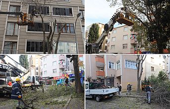 KARTAL’DA AĞAÇ BUDAMA ÇALIŞMALARI DEVAM EDİYOR