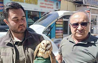 Kargaların saldırdığı yaralı peçeli baykuş koruma altında