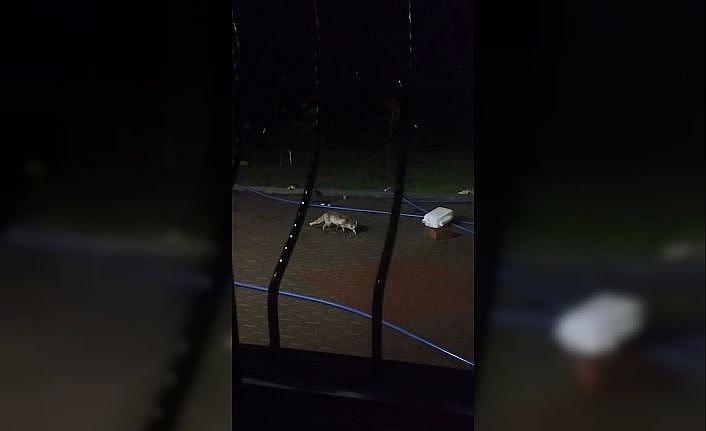 Aç kalan tilki evin bahçesine kadar girdi