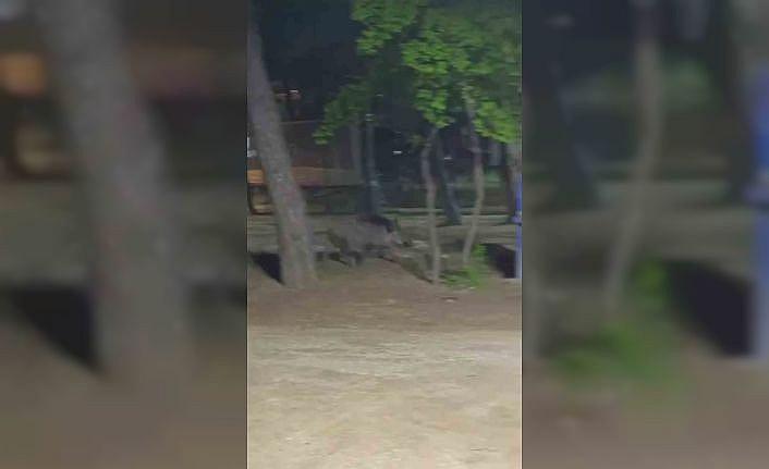 Acıkan yaban domuzu mesire alanına indi