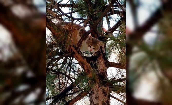 Ağaçta mahsur kalan kedi ekipler tarafından kurtarıldı