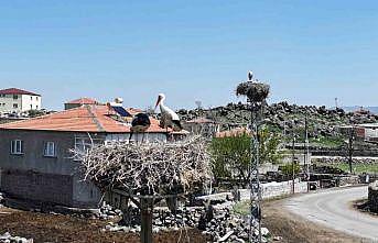 Baharın habercisi leylekler Hürmetçi Sazlığına geldi
