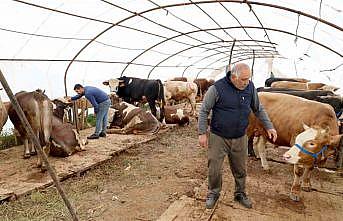 Başiskeledeki kurbanlık satış yerinde hazırlıklar tamam