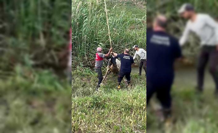 Bataklığa saplanan inek vinçle kurtarıldı