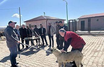 Bayburtta sokak hayvanlarını yakalama personeline eğitim