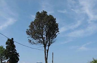 Çeşmi cihan Amasranın ağlayan ağacı kesildi