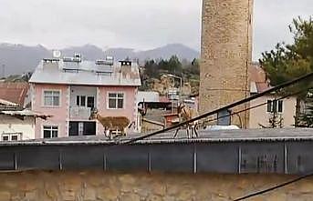 Dağ Keçileri evlerin ve tarihi caminin çatısına çıktı