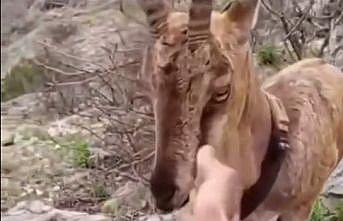 Doğaya salınan yaban keçisiyle vatandaşın sıcak diyaloğu yürekleri ısıttı