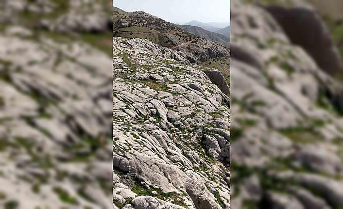 Elazığda dağ keçileri havadan görüntülendi