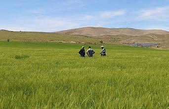 Elazığda süne sürvey çalışmaları başladı