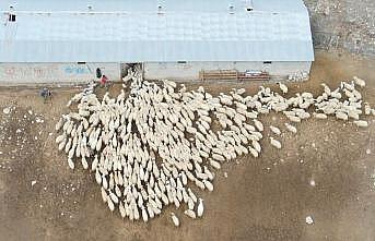 Erzincanda koyun ve kuzuların coşkulu buluşması havadan görüntülendi
