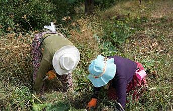 Erzincanda patatesin toprakla buluşma yolculuğu başladı