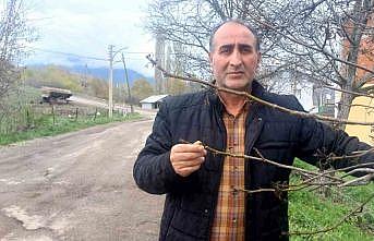Giresunda zirai don Şebin cevizini de vurdu