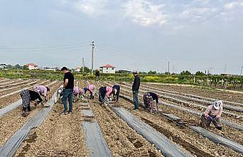 Girişimci kardeşler 10 çeşit üzüm bağ çubuğu yetiştirmeye başladı