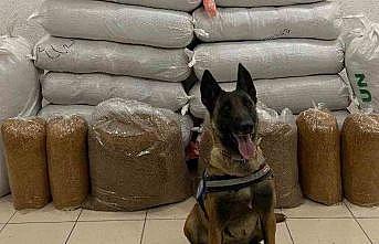 Hassas burun quot;Alkışquot; otobüste 520 kilogram kaçak tütün buldu
