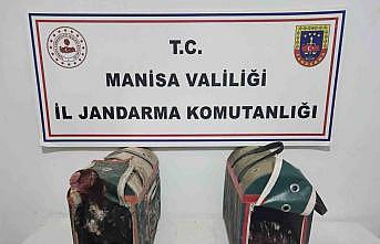 Horoz Dövüşüne suçüstü