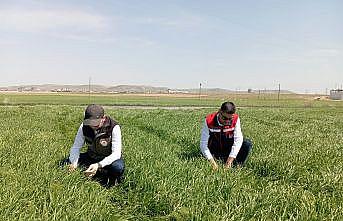 Hububat ekili alanlarda bitkisel hastalıklara karşı kontroller başladı