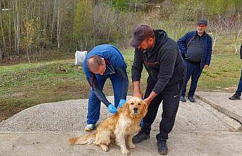 Kastamonudaki sahipli köpekler mikroçiple kimliklendiriliyor