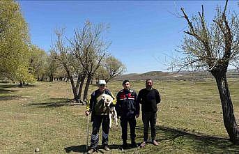 Kayıp küçükbaş hayvanı jandarma buldu
