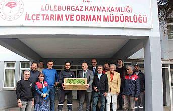 Kırklarelinde üreticilere hıyar fidesi dağıtıldı