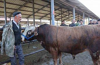 Kurban Bayramı öncesi hayvan pazarlarında hareketlilik başladı