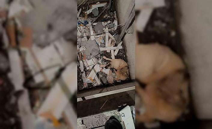 Mardinde asansör boşluğuna düşen köpek kurtarıldı