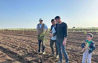Mardinde fıstık yetiştiriciliğine rağbet artıyor