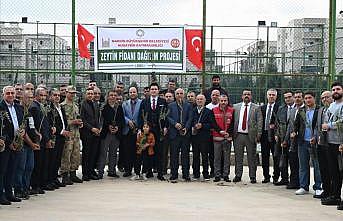 Nusaybinli çiftçilere 8 bin adet zeytin fidanı dağıtıldı