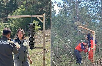Ormanları kurutan böceğe karşı sıkı önlem