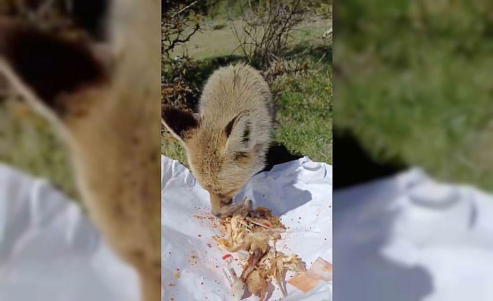 Piknikçiler, yanlarına gelen tilkiyi tavuk etiyle besledi