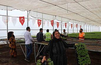 Şanlıurfa bu sene de acıya doyacak