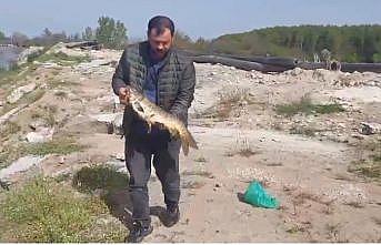 Sazanı ekskavatörle kurtarıp serbest bıraktı