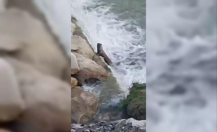 Su samurları, balıkçıl kuşu ve karacalar kamerada