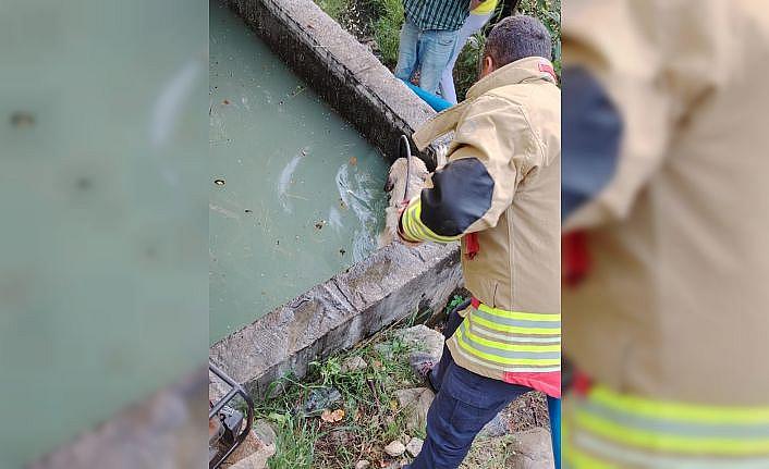 Sulama kanalına düşen köpeği itfaiye kurtardı