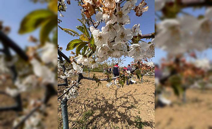 Tekirdağda don zararıyla ilgili üreticiler bilgilendirildi