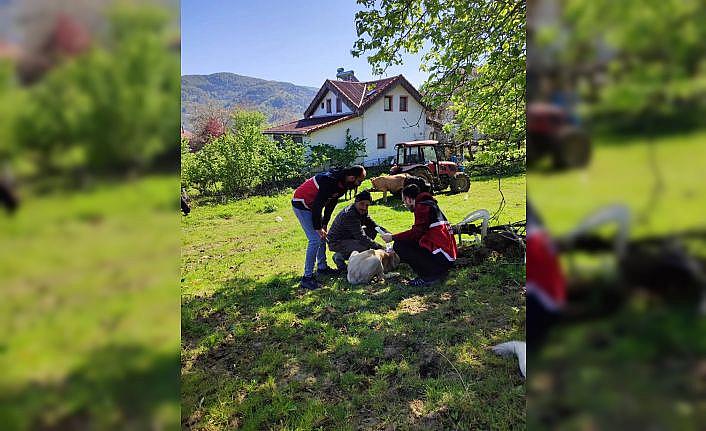 Türkelide sahipli köpeklere mikroçip uygulaması