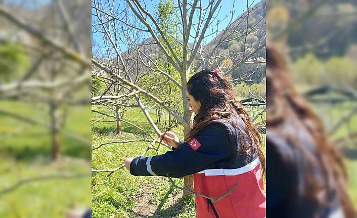 Türkelideki tarım arazilerinde hasar tespit çalışmaları başladı