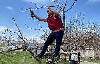 Vanda meyve ağaçları için budama eğitimi