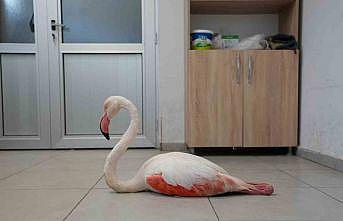 Yaralı flamingo tedavi edilerek doğal yaşama geri bırakıldı
