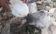 Aşırı yüke dayanamayıp düşen atı, ölüme terk ettiler