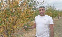 13 bin kiraz ve vişne ağacı susuzluktan kuruyor